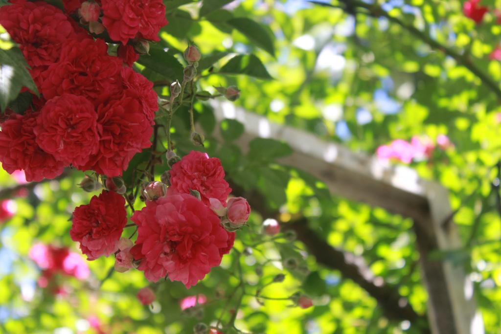 Apart Rose Garden ซาน มาร์ติง เด ลอส อันเดส ภายนอก รูปภาพ